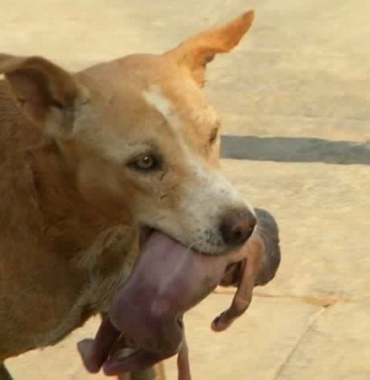 A história postada no facebook e compartilhada aos milhares, saiu em um único site e teria acontecido em Baurú-SP. O caso de lá foi outro