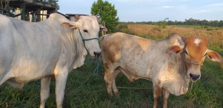 Com Informações: G1 Acre