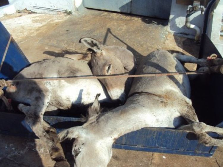 O carregamento contava com 137 animais e saiu da cidade de Curimatá (PI)