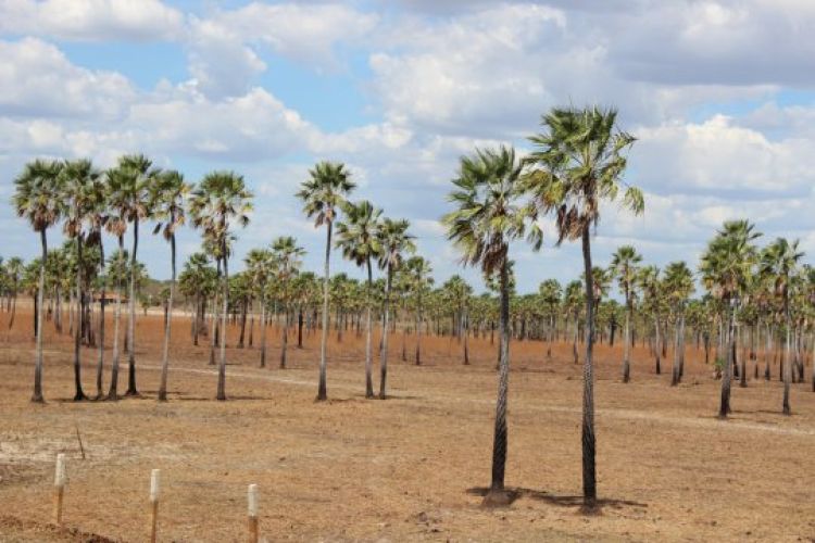 Com Informações: G1/PI