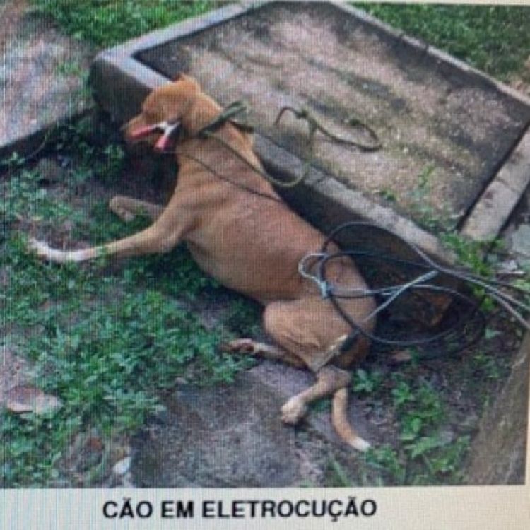 Foto: Reprodução/Aumoresdagio