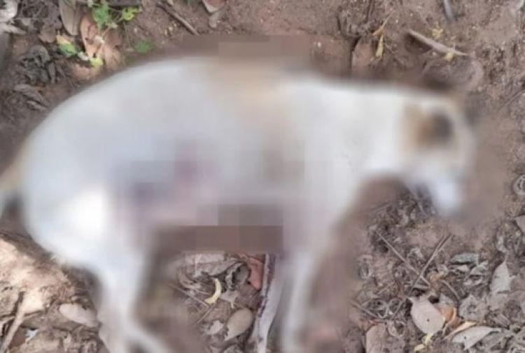 Com informações: Canal 121