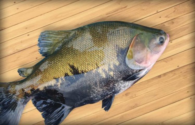 Com informações G1 CE