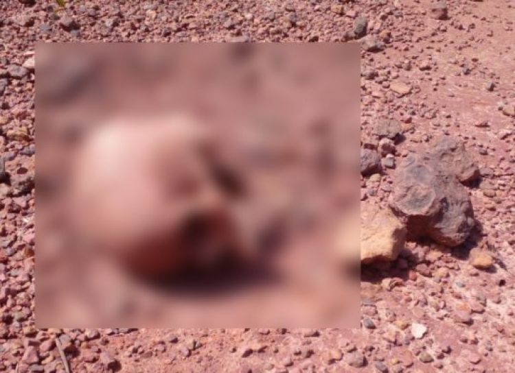 Ossada humana é encontrada em loteamento na zona Leste de Teresina (Foto: Reprodução/ WhatsApp)