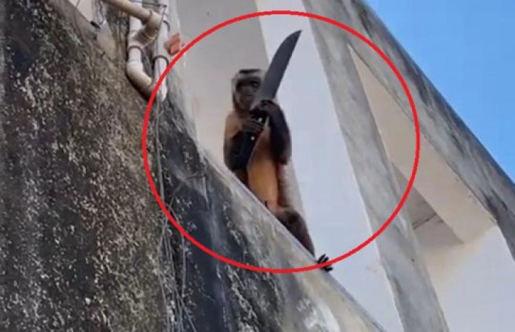 Macaco-prego é flagrado 