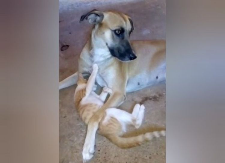 Animais de estimação vítimas de envenenamento 