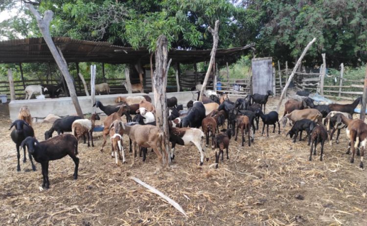 Foto: http://www.car.ba.gov.br/