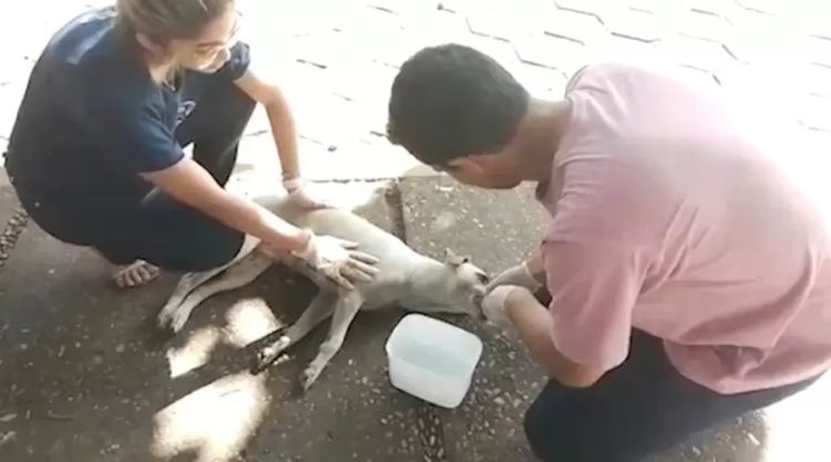 Cadela salva por estudante de medicina e auxiliar — Foto: Reprodução