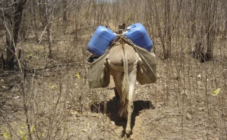 Jumento carregando galões de água em área rural do sertão cearense — Foto: Antônio Carlos Alves/SVM