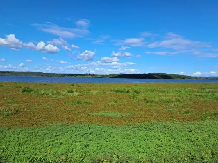 Algas no açude Caldeirão (Foto: Semarh)