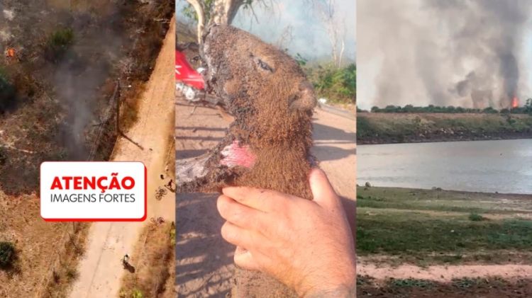Atletas de jiu-jitsu resgatam filhote de capivara em meio a incêndio no Piauí — Foto: Rádio Livramento