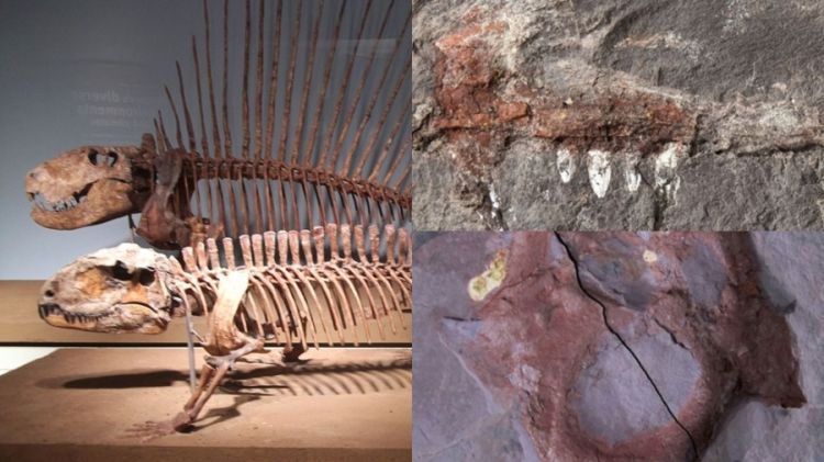 Piauí registra primeiros fósseis de pelicossauros da América do Sul; mais de 280 milhões de anos — Foto: Reprodução/Juan Cisneros
