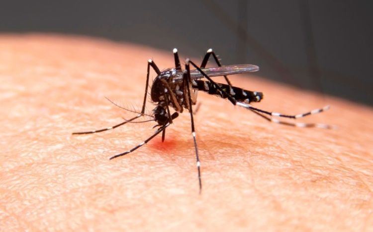 Aedes aegypti, mosquito transmissor da dengue — Foto: g1