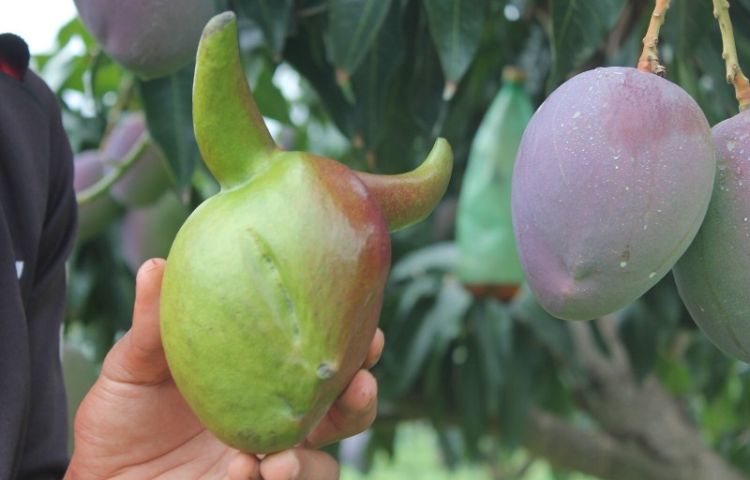 Manga estranha é colhida na zona rural de Petrolina. Fonte: G1/PE