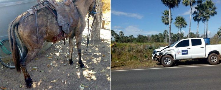 Fonte: Verdes Campos